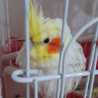 فروش انواع عروس هلندی های زیبا|پرنده|رامهرمز, |دیوار