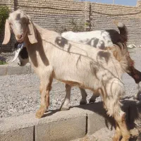 بزغاله