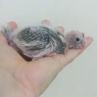 جوجه عروس هلندی سرلاکی - شهرک ولیعصر|پرنده|تهران, شهید رجایی|دیوار