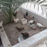 مرغ و خروس اصیل تخم گذار|حیوانات مزرعه|بندر امام خمینی, |دیوار