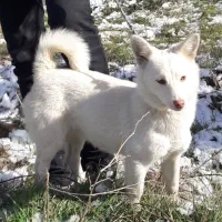 پاکوتا سرابی|سگ|مشکیندشت, |دیوار