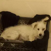 وگذاری سگ اشپیتز