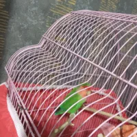 طوطی برزیلی      نر مست|پرنده|شیراز, وزیرآباد|دیوار