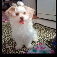 سگ . پاکوتاه .( پیکینز)|سگ|کرمانشاه, |دیوار