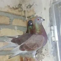 کبوتر تهرانی|پرنده|اهر, |دیوار