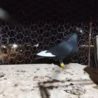 مینا سیاه خوشکل دستا۶به۶|پرنده|بیرجند, |دیوار