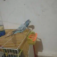 معاوضه مرغ عشق سخنگو با مینا