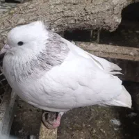 کبوتر نر..|پرنده|سردشت, |دیوار