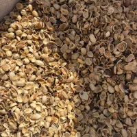 پوست پسته خرید ارم