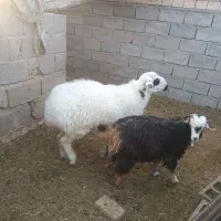 گوسفند فروشی