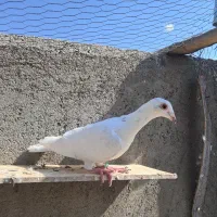جوونه ماده سار