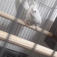 عروس هلندی آلبینو ماده