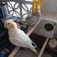 یک جفت عروس هلندی با لوازم