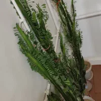گل طبیعی