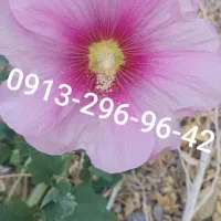 سیم کارت دائمی همراه اول