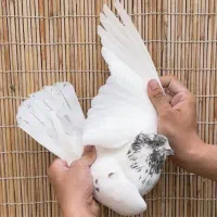 فروش ی بوم کفتر کاشانی تهرانی|پرنده|دهق, |دیوار