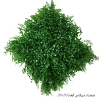 چمن  فنس گینوال چکی و نقدی عمده بازار تهران|عمده‌فروشی|تهران, بازار|دیوار
