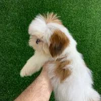 سگ های آپارتمانی|سگ|رشت, لاکانی|دیوار