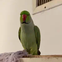 طوطی ملنگو سبز گمشده