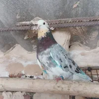 فروش کبوتر