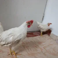 دو عدد. مرغ و خروس