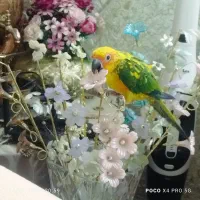 طوطی خورشیدی