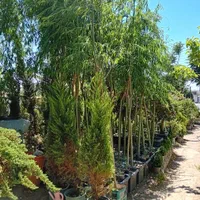 جا‌به‌جایی و فروش تخصصی درخت و نهال و گل و گیاه|خدمات باغبانی و درختکاری|تهران, اتابک|دیوار
