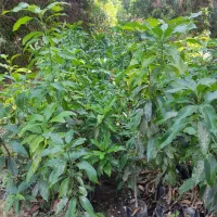 نهال انبه محلی رودان