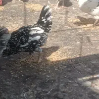 مرغ وخروس گلین|حیوانات مزرعه|قرچک, پویینک|دیوار