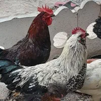 جوان|حیوانات مزرعه|قرچک, باقرآباد|دیوار