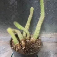 گل طبیعی زیبا