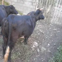 گاو چالوسی ابستن|حیوانات مزرعه|توتکابن, |دیوار