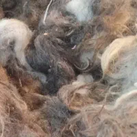 پشم گوسفند