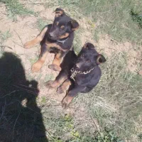 واگذاری ژرمن رایگان