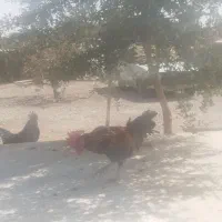 خروس گلین اصلی