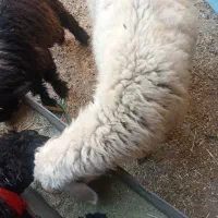 میش گلونی وکهره نرتخمی|حیوانات مزرعه|درودزن, |دیوار