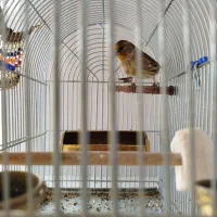 سهره قناری|پرنده|ماهدشت, |دیوار