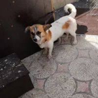 سگ پاکوتاه