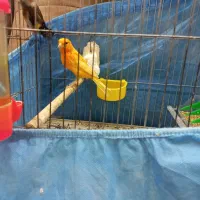 قناری و سهره نر|پرنده|قزوین, |دیوار