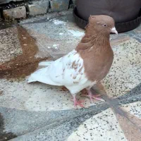 کله پرتقالی