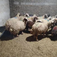 میش  بز  بره شیشک  بزغاله  تی بز|حیوانات مزرعه|خرم‌آباد, |دیوار