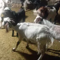 بز وبزغاله