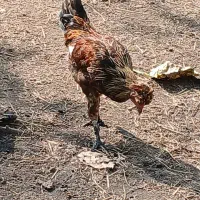 خروس|حیوانات مزرعه|رشت, پیرکلاچای|دیوار