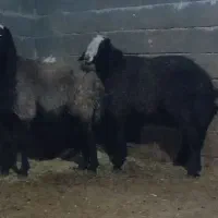 فروش چهار رس قوچ اصیل|حیوانات مزرعه|قیدار, |دیوار