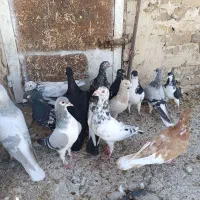 کبوتر|پرنده|الوند, |دیوار