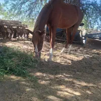 اسب زیبا چهار قلم و پیشونی سفید|اسب و تجهیزات اسب‌سواری|بندر ماهشهر, |دیوار