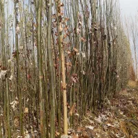 قره قواخ|گل و گیاه طبیعی|بکتاش, |دیوار