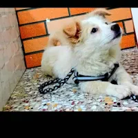 سگ ماده پامر اشپیتز شناس نامه دار معاوضه