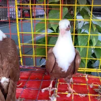 مخمل|پرنده|اهرم, |دیوار