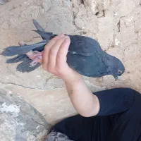کفتر مفت|پرنده|قم, شهرک امام حسین|دیوار
